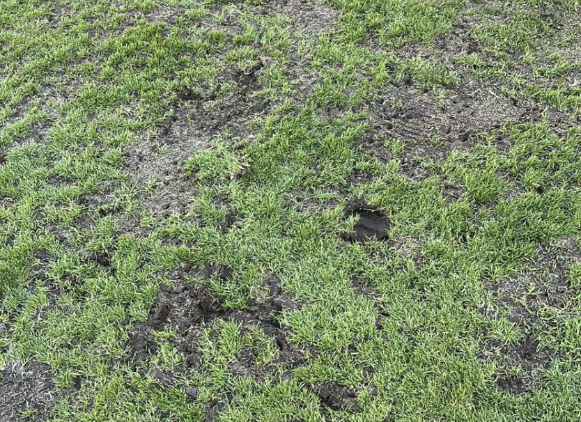 Esta es la cancha del Ester Roa, no una plantación de papas